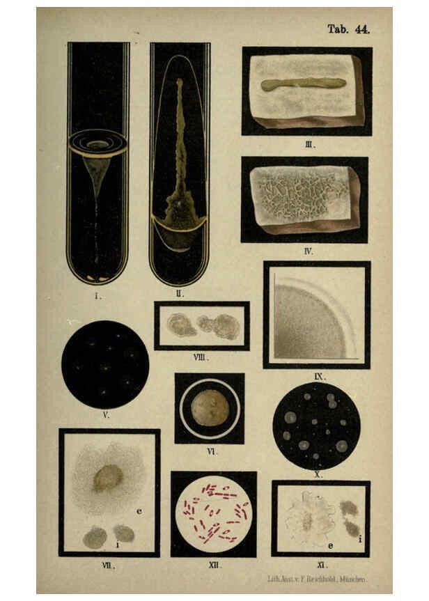 Reproducción/Reproduction 6418471665: Atlas and essentials of bacteriology New York :William Wood & Co.,1897 