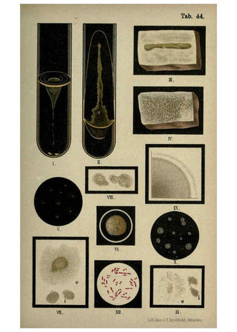 Reproducción/Reproduction 6418471665: Atlas and essentials of bacteriology New York :William Wood & Co.,1897 