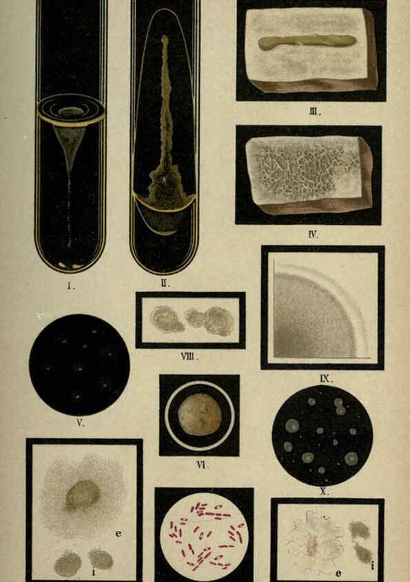 Reproducción/Reproduction 6418471665: Atlas and essentials of bacteriology New York :William Wood & Co.,1897 