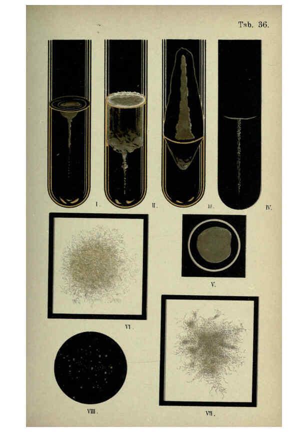 Reproducción/Reproduction 6418466725: Atlas and essentials of bacteriology New York :William Wood & Co.,1897 