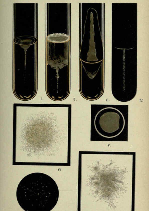 Reproducción/Reproduction 6418466725: Atlas and essentials of bacteriology New York :William Wood & Co.,1897 