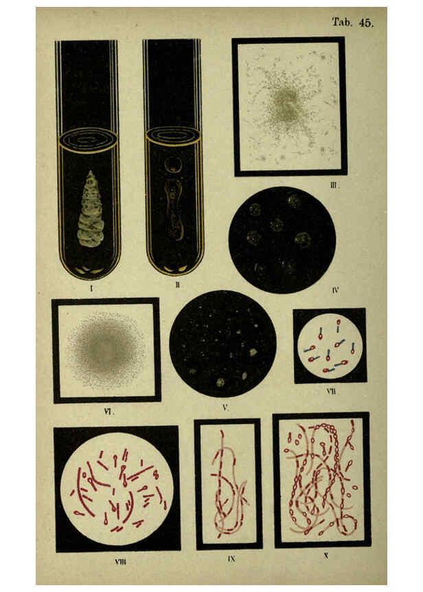 Reproducción/Reproduction 6418472097: Atlas and essentials of bacteriology New York :William Wood & Co.,1897 