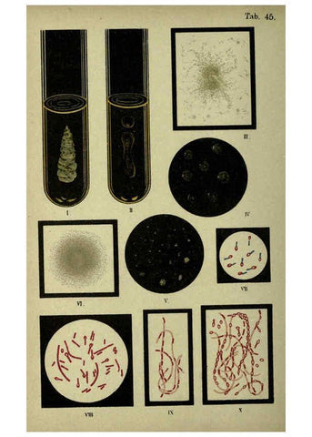 Reproducción/Reproduction 6418472097: Atlas and essentials of bacteriology New York :William Wood & Co.,1897 
