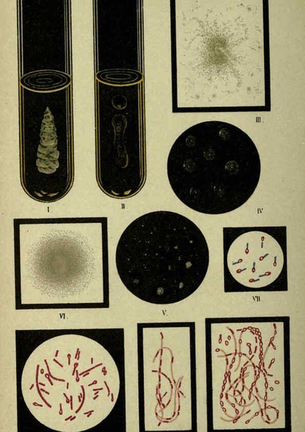 Reproducción/Reproduction 6418472097: Atlas and essentials of bacteriology New York :William Wood & Co.,1897 