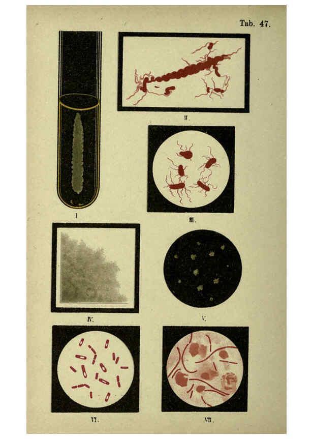 Reproducción/Reproduction 6418473087: Atlas and essentials of bacteriology New York :William Wood & Co.,1897 