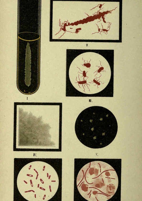 Reproducción/Reproduction 6418473087: Atlas and essentials of bacteriology New York :William Wood & Co.,1897 
