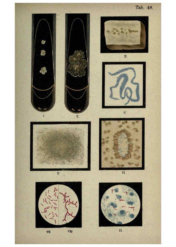 Reproducción/Reproduction 6418473679: Atlas and essentials of bacteriology New York :William Wood & Co.,1897 