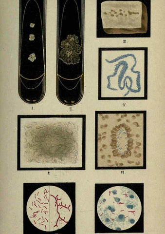 Reproducción/Reproduction 6418473679: Atlas and essentials of bacteriology New York :William Wood & Co.,1897 
