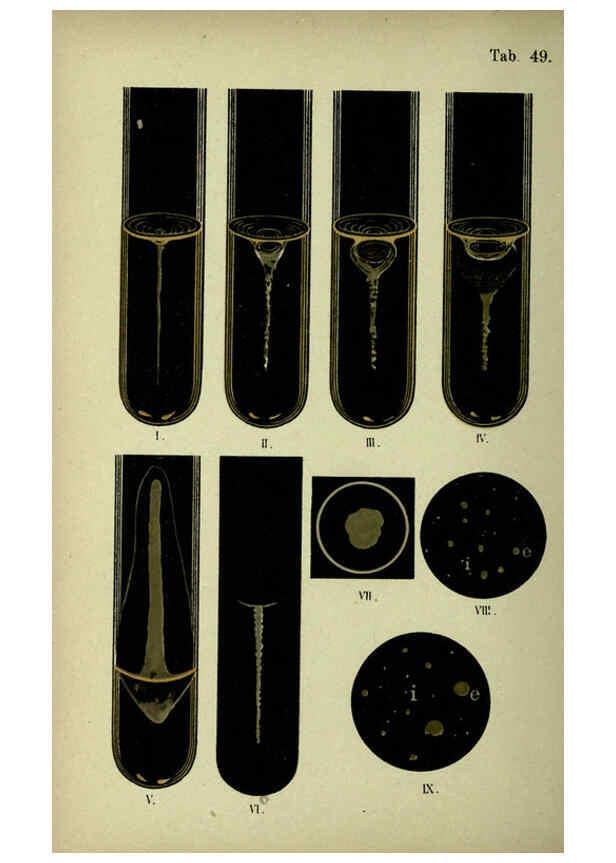 Reproducción/Reproduction 6418474229: Atlas and essentials of bacteriology New York :William Wood & Co.,1897 