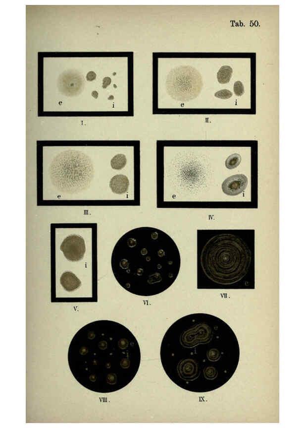 Reproducción/Reproduction 6418474775: Atlas and essentials of bacteriology New York :William Wood & Co.,1897 