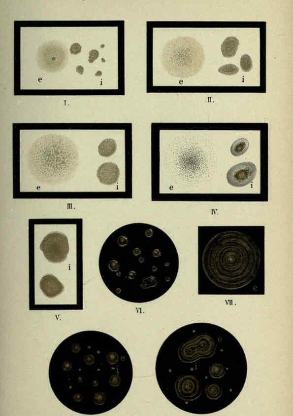 Reproducción/Reproduction 6418474775: Atlas and essentials of bacteriology New York :William Wood & Co.,1897 