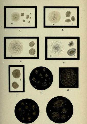 Reproducción/Reproduction 6418474775: Atlas and essentials of bacteriology New York :William Wood & Co.,1897 