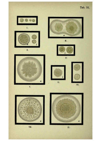 Reproducción/Reproduction 6418475391: Atlas and essentials of bacteriology New York :William Wood & Co.,1897 