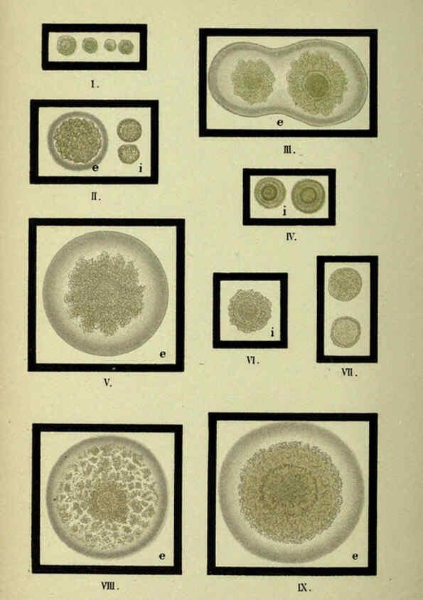 Reproducción/Reproduction 6418475391: Atlas and essentials of bacteriology New York :William Wood & Co.,1897 