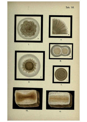 Reproducción/Reproduction 6418475773: Atlas and essentials of bacteriology New York :William Wood & Co.,1897 