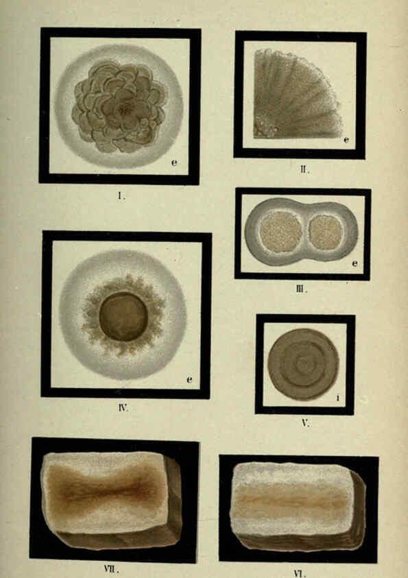 Reproducción/Reproduction 6418475773: Atlas and essentials of bacteriology New York :William Wood & Co.,1897 