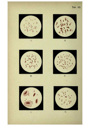 Reproducción/Reproduction 6418476359: Atlas and essentials of bacteriology New York :William Wood & Co.,1897 