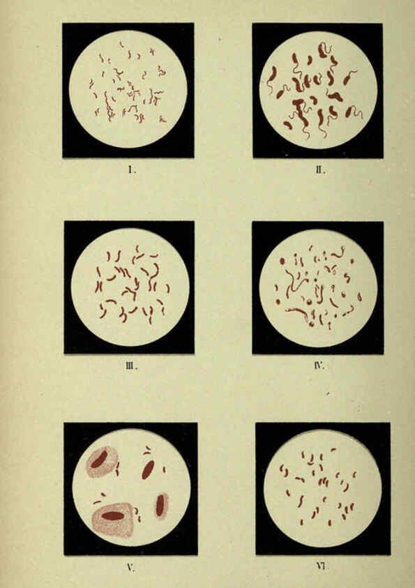 Reproducción/Reproduction 6418476359: Atlas and essentials of bacteriology New York :William Wood & Co.,1897 