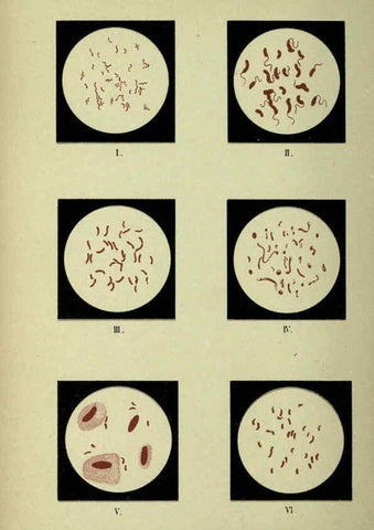 Reproducción/Reproduction 6418476359: Atlas and essentials of bacteriology New York :William Wood & Co.,1897 