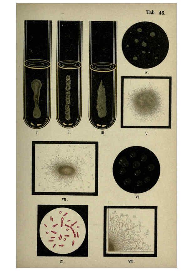 Reproducción/Reproduction 6418472689: Atlas and essentials of bacteriology New York :William Wood & Co.,1897 
