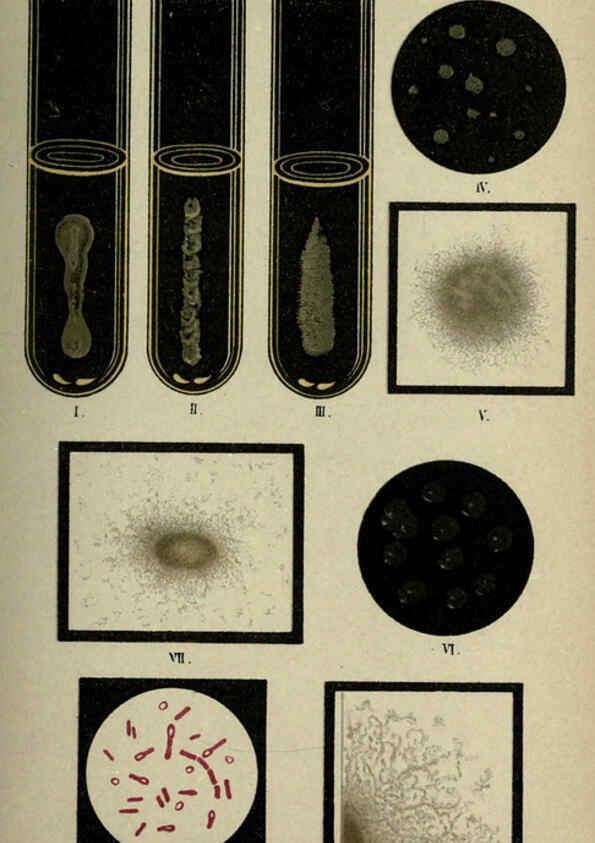 Reproducción/Reproduction 6418472689: Atlas and essentials of bacteriology New York :William Wood & Co.,1897 