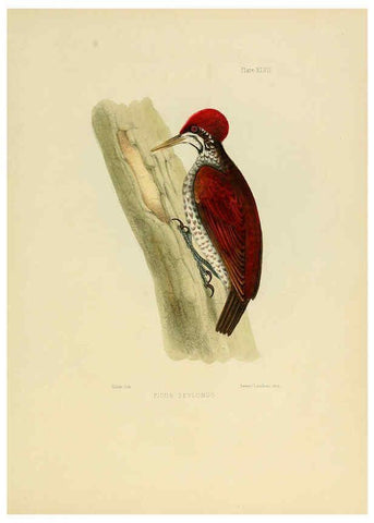 Reproducción/Reproduction 6418334953: Illustrations of Indian ornithology Madras :Printed by P.R. Hunt, American Mission Press,1847