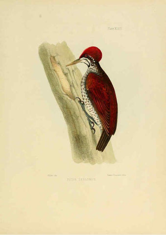Reproducción/Reproduction 6418334953: Illustrations of Indian ornithology Madras :Printed by P.R. Hunt, American Mission Press,1847