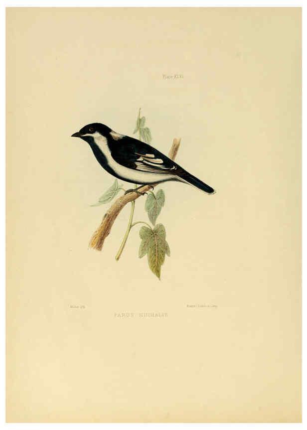 Reproducción/Reproduction 6418334615: Illustrations of Indian ornithology Madras :Printed by P.R. Hunt, American Mission Press,1847