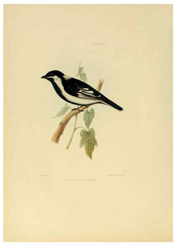 Reproducción/Reproduction 6418334615: Illustrations of Indian ornithology Madras :Printed by P.R. Hunt, American Mission Press,1847