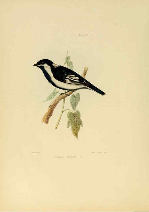 Reproducción/Reproduction 6418334615: Illustrations of Indian ornithology Madras :Printed by P.R. Hunt, American Mission Press,1847