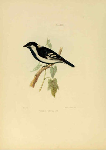 Reproducción/Reproduction 6418334615: Illustrations of Indian ornithology Madras :Printed by P.R. Hunt, American Mission Press,1847