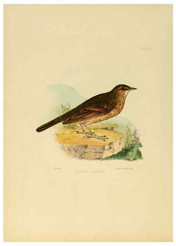 Reproducción/Reproduction 6418334299: Illustrations of Indian ornithology Madras :Printed by P.R. Hunt, American Mission Press,1847