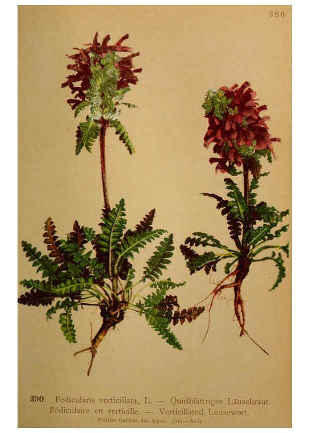 Reproducción/Reproduction 6389296359: Atlas de la flora alpine 4. Genève,Georg & Co.,1899