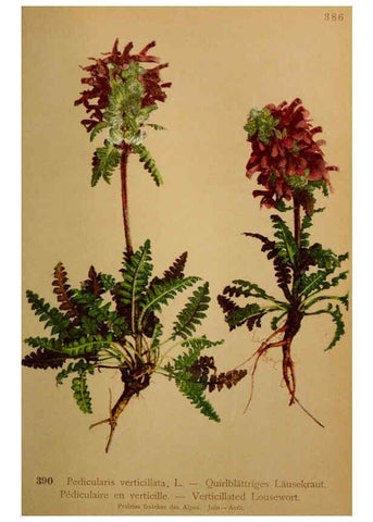 Reproducción/Reproduction 6389296359: Atlas de la flora alpine 4. Genève,Georg & Co.,1899