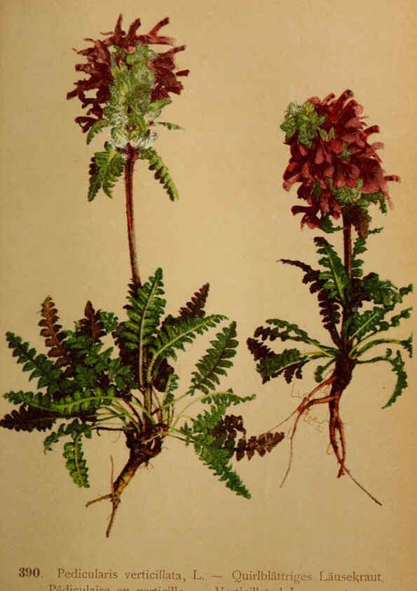 Reproducción/Reproduction 6389296359: Atlas de la flora alpine 4. Genève,Georg & Co.,1899