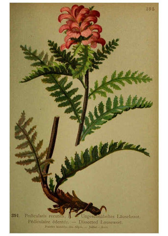 Reproducción/Reproduction 6389296939: Atlas de la flora alpine 4. Genève,Georg & Co.,1899
