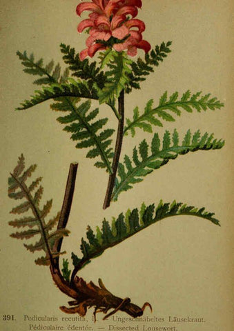 Reproducción/Reproduction 6389296939: Atlas de la flora alpine 4. Genève,Georg & Co.,1899