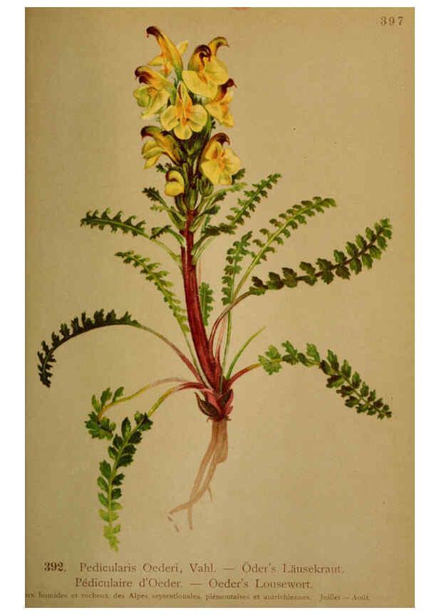 Reproducción/Reproduction 6389297367: Atlas de la flora alpine 4. Genève,Georg & Co.,1899