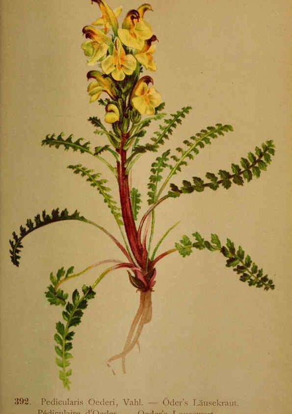 Reproducción/Reproduction 6389297367: Atlas de la flora alpine 4. Genève,Georg & Co.,1899