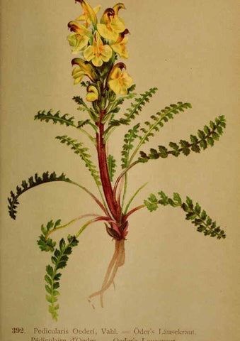 Reproducción/Reproduction 6389297367: Atlas de la flora alpine 4. Genève,Georg & Co.,1899