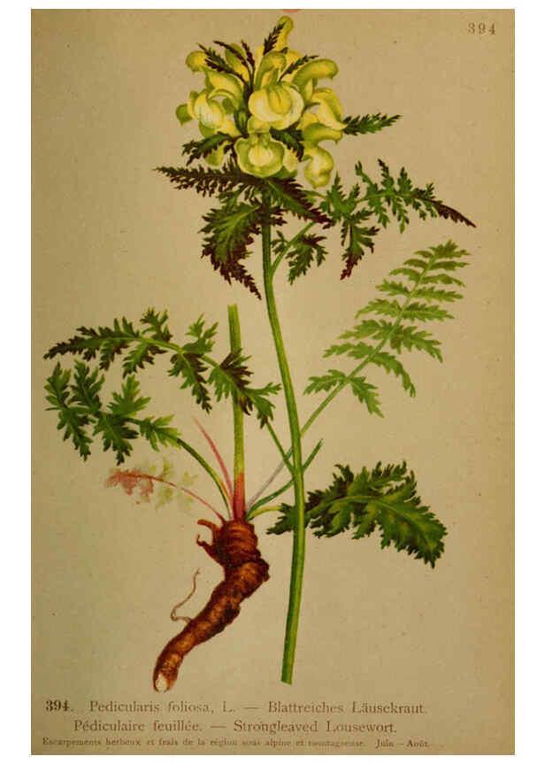 Reproducción/Reproduction 6389298161: Atlas de la flora alpine 4. Genève,Georg & Co.,1899