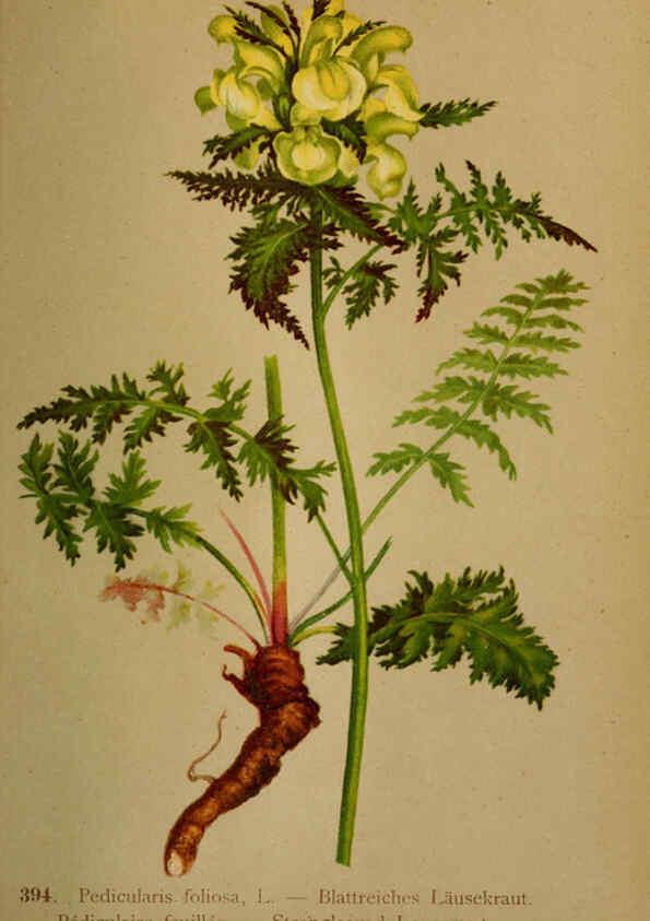 Reproducción/Reproduction 6389298161: Atlas de la flora alpine 4. Genève,Georg & Co.,1899