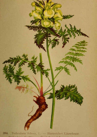 Reproducción/Reproduction 6389298161: Atlas de la flora alpine 4. Genève,Georg & Co.,1899