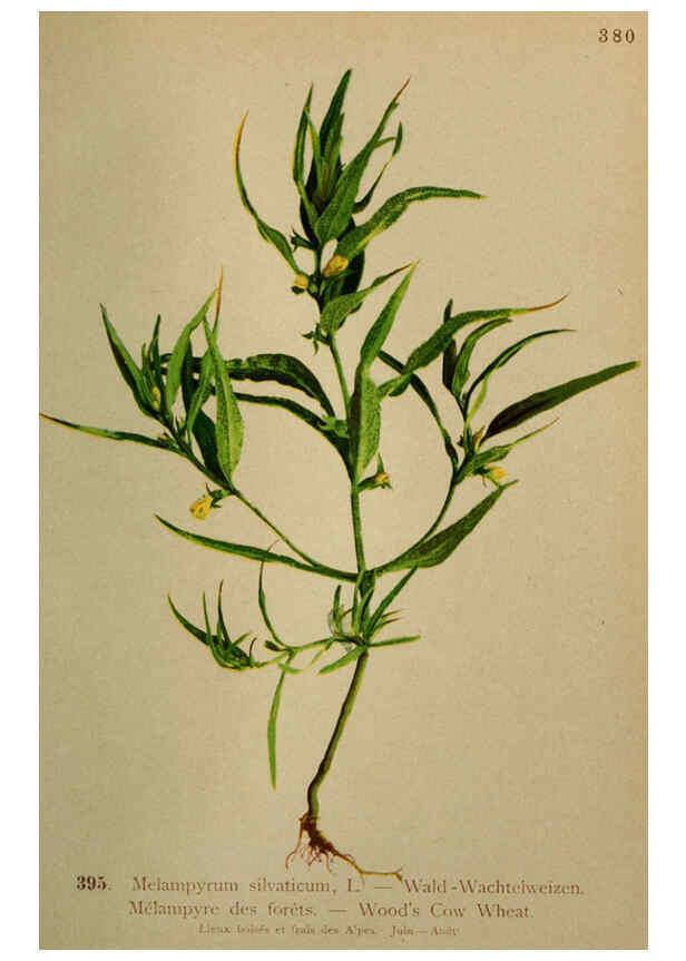 Reproducción/Reproduction 6389298593: Atlas de la flora alpine 4. Genève,Georg & Co.,1899