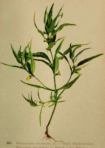Reproducción/Reproduction 6389298593: Atlas de la flora alpine 4. Genève,Georg & Co.,1899