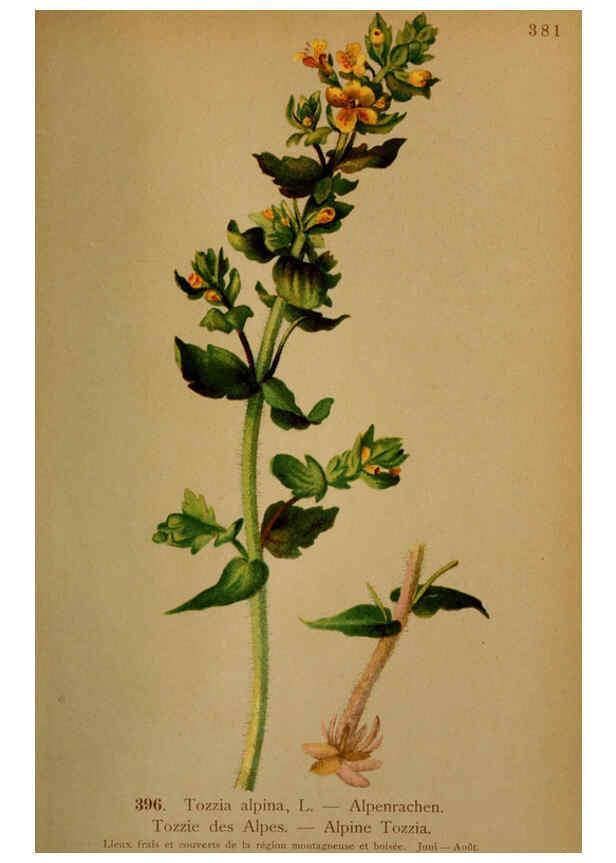 Reproducción/Reproduction 6389299467: Atlas de la flora alpine 4. Genève,Georg & Co.,1899