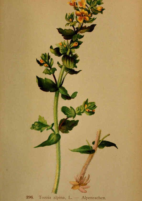 Reproducción/Reproduction 6389299467: Atlas de la flora alpine 4. Genève,Georg & Co.,1899