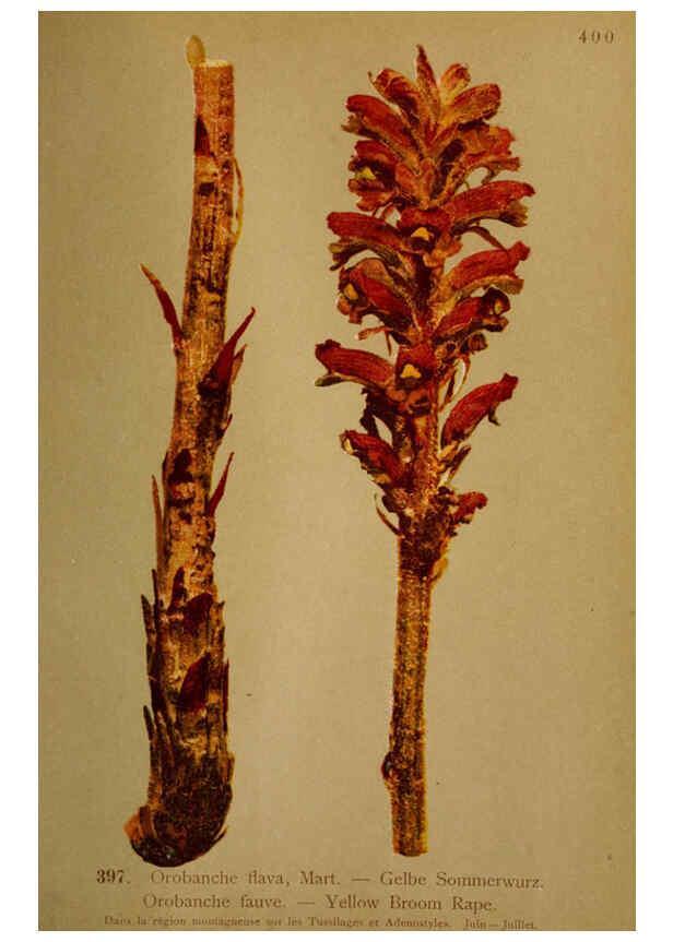 Reproducción/Reproduction 6389300063: Atlas de la flora alpine 4. Genève,Georg & Co.,1899