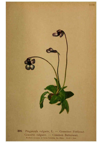 Reproducción/Reproduction 6389300673: Atlas de la flora alpine 4. Genève,Georg & Co.,1899