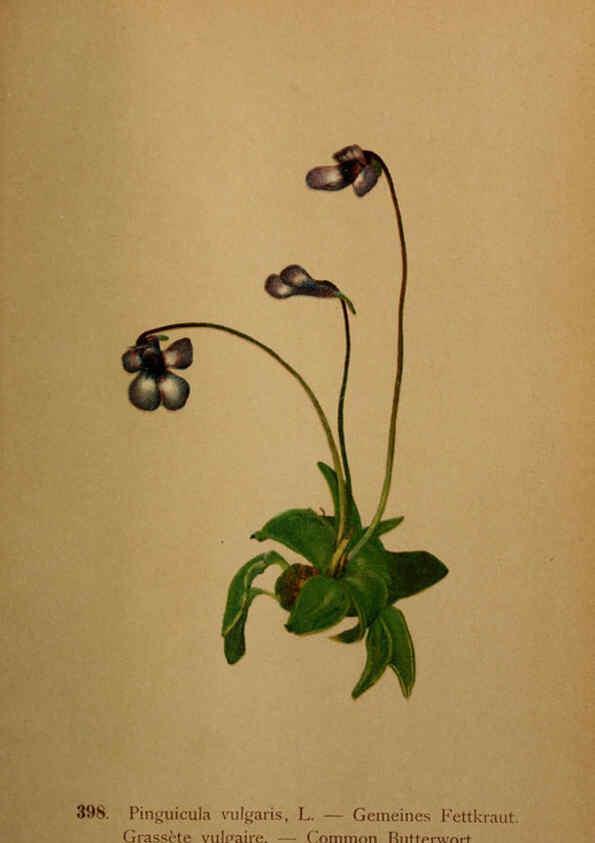 Reproducción/Reproduction 6389300673: Atlas de la flora alpine 4. Genève,Georg & Co.,1899